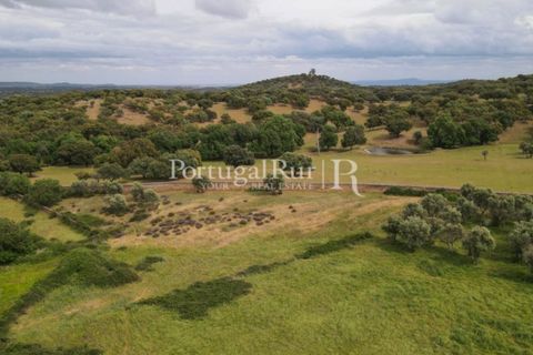 Landejendom i Borba, Evora, Borba - € 2.000.000 | Ref: 809-3 - foto 44
