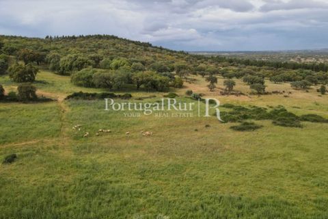 Landejendom i Borba, Evora, Borba - € 2.000.000 | Ref: 809-3 - foto 45