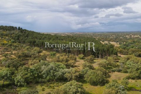 Landejendom i Borba, Evora, Borba - € 2.000.000 | Ref: 809-3 - foto 49