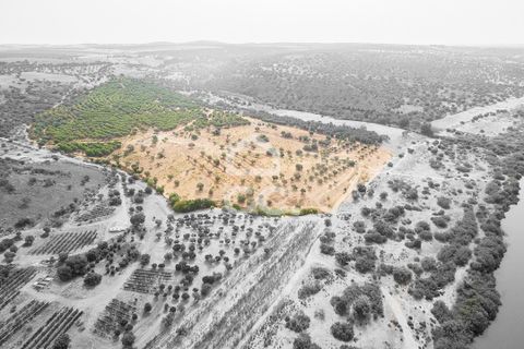 Farm i Serpa, Beja, Serpa - € 760.000 | Ref: 318/Q/02652 - foto 2