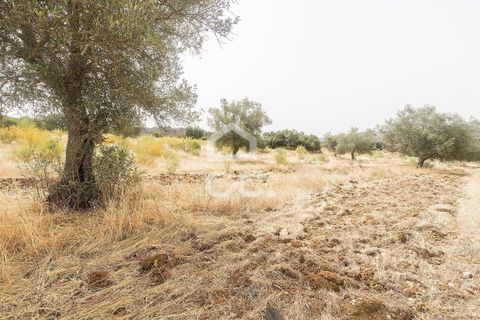 Farm i Serpa, Beja, Serpa - € 760.000 | Ref: 318/Q/02652 - foto 32
