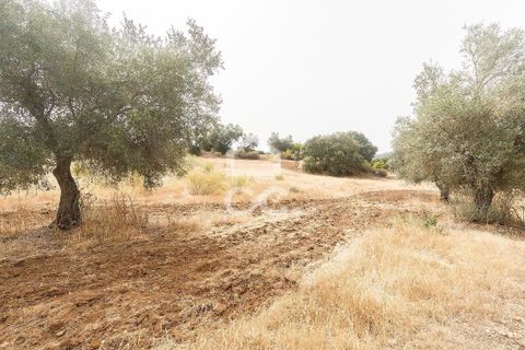 Farm i Serpa, Beja, Serpa - € 760.000 | Ref: 318/Q/02652 - foto 35