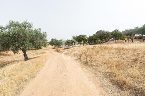 Farm i Serpa, Beja, Serpa - € 760.000 | Ref: 318/Q/02652 - foto 36