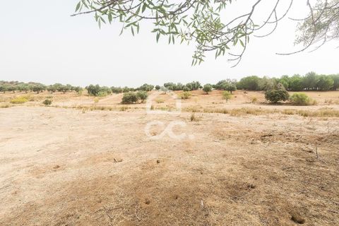 Farm i Serpa, Beja, Serpa - € 760.000 | Ref: 318/Q/02652 - foto 43