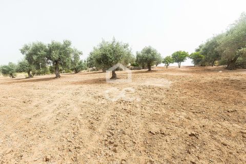 Farm i Serpa, Beja, Serpa - € 760.000 | Ref: 318/Q/02652 - foto 46