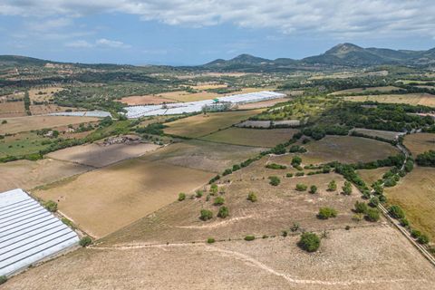 Terra a Manacor, Mallorca, Manacor - € 400.000 | Ref: JRPRB1055/3010 - foto 6