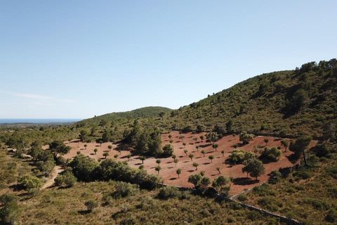Terra a Manacor, Mallorca, Manacor - € 465.000 | Ref: MAN0455a - foto 15