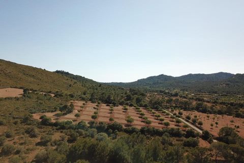 Terra a Manacor, Mallorca, Manacor - € 465.000 | Ref: MAN0455a - foto 16