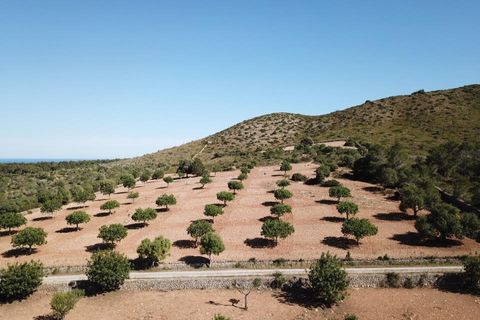 Terra a Manacor, Mallorca, Manacor - € 465.000 | Ref: MAN0455a - foto 22