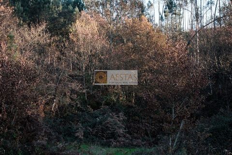Terra a Arouca, Aveiro, Arouca - € 600.000 | Ref: D40015 - foto 19