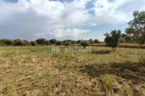 Helårsgrund i Olaia e Paco, Santarem, Olaia e Paco - € 20.000 | Ref: 00932-23 - foto 6