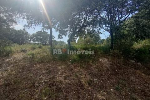 Helårsgrund i Olaia e Paco, Santarem, Olaia e Paco - € 20.000 | Ref: 00932-23 - foto 5
