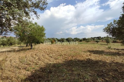 Helårsgrund i Olaia e Paco, Santarem, Olaia e Paco - € 20.000 | Ref: 00932-23 - foto 18