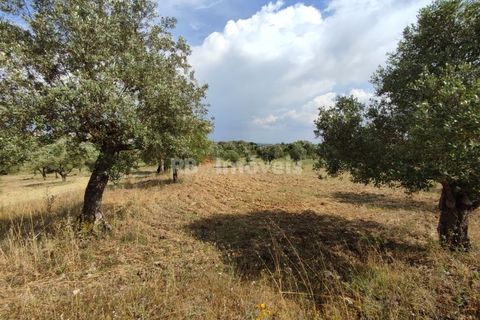 Helårsgrund i Olaia e Paco, Santarem, Olaia e Paco - € 20.000 | Ref: 00932-23 - foto 21