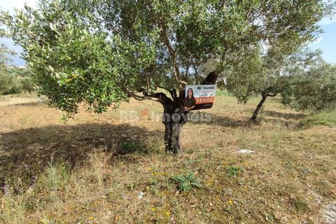 Helårsgrund i Olaia e Paco, Santarem, Olaia e Paco - € 20.000 | Ref: 00932-23 - foto 22