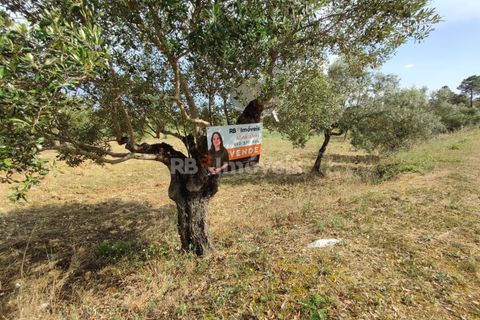 Helårsgrund i Olaia e Paco, Santarem, Olaia e Paco - € 20.000 | Ref: 00932-23 - foto 23