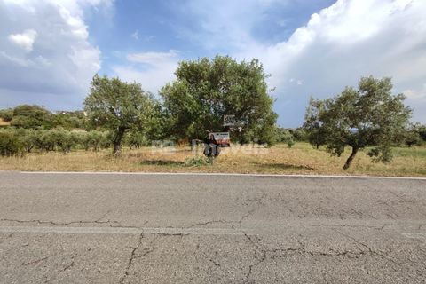 Helårsgrund i Olaia e Paco, Santarem, Olaia e Paco - € 20.000 | Ref: 00932-23 - foto 24