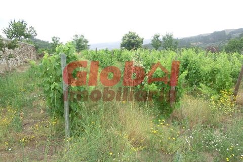 Farm i Mangualde, Viseu, Mangualde - € 215.000 | Ref: 189232144 - foto 4
