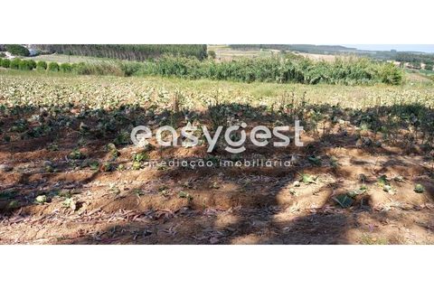 Helårsgrund i Lourinha, Lisbon, Lourinha - € 18.000 | Ref: LA92601NN - foto 5
