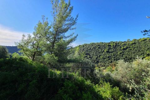 Terra a Camporosso, Imperia, Camporosso - € 45.000 | Ref: 21501 - foto 3