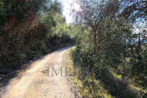 Terra a Camporosso, Imperia, Camporosso - € 45.000 | Ref: 21501 - foto 4
