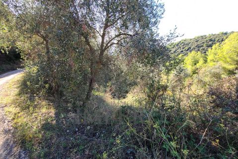 Terra a Camporosso, Imperia, Camporosso - € 45.000 | Ref: 21501 - foto 5