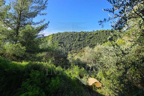 Terra a Camporosso, Imperia, Camporosso - € 45.000 | Ref: 21501 - foto 6