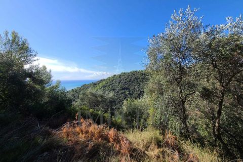 Terra a Camporosso, Imperia, Camporosso - € 45.000 | Ref: 21501 - foto 7