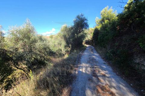 Terra a Camporosso, Imperia, Camporosso - € 45.000 | Ref: 21501 - foto 8