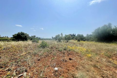 Terrain - Pollenca, Mallorca, Pollenca - € 1 200 000 | Réf : 76992 - photo 3
