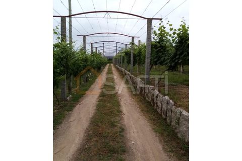 Farm i Moncao, Viana do Castelo, Moncao - € 130.000 | Ref: SAFTI:003414 - foto 4