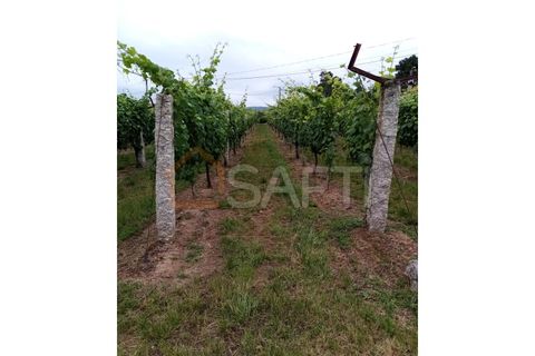 Farm i Moncao, Viana do Castelo, Moncao - € 130.000 | Ref: SAFTI:003414 - foto 7