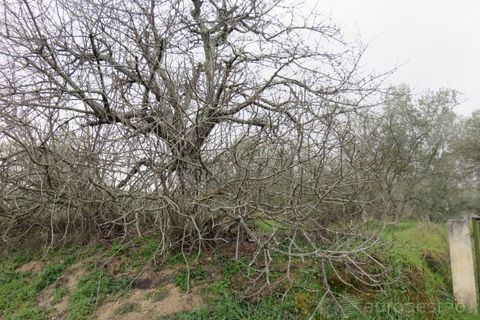 Helårsgrund i Tarouca, Viseu, Tarouca - € 18.000 | Ref: LMG_3809 - N C - foto 2