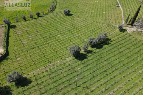 Villa i Ponte de Lima, Viana do Castelo, Ponte de Lima - € 3.500.000 | Ref: AO-PAL-0001 - foto 4