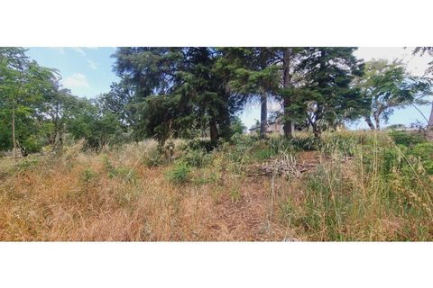 Terra a Monte Real, Leiria, Monte Real - € 280.000 | Ref: TER_182 - foto 2