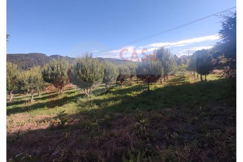 Farm i Folques, Coimbra, Folques - € 82.000 | Ref: AC 23/309 - foto 7