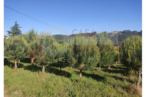 Farm i Folques, Coimbra, Folques - € 82.000 | Ref: AC 23/309 - foto 8