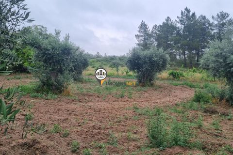 Helårsgrund i Castelo Branco, Castelo Branco, Castelo Branco - € 45.000 | Ref: 2583 - foto 9