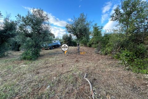 Helårsgrund i Castelo Branco, Castelo Branco, Castelo Branco - € 21.000 | Ref: 2584 - foto 2