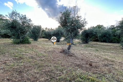 Helårsgrund i Castelo Branco, Castelo Branco, Castelo Branco - € 21.000 | Ref: 2584 - foto 6