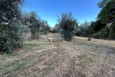 Helårsgrund i Castelo Branco, Castelo Branco, Castelo Branco - € 21.000 | Ref: 2584 - foto 8