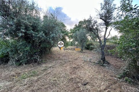 Helårsgrund i Castelo Branco, Castelo Branco, Castelo Branco - € 21.000 | Ref: 2584 - foto 9