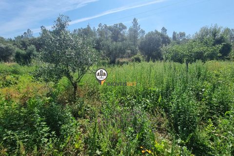 Helårsgrund i Castelo Branco, Castelo Branco, Castelo Branco - € 68.000 | Ref: 2587 - foto 10