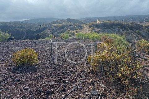 Terra a Arico, Tenerife, Arico - € 1.090.000 | Ref: 2H-AD-3686 - foto 7