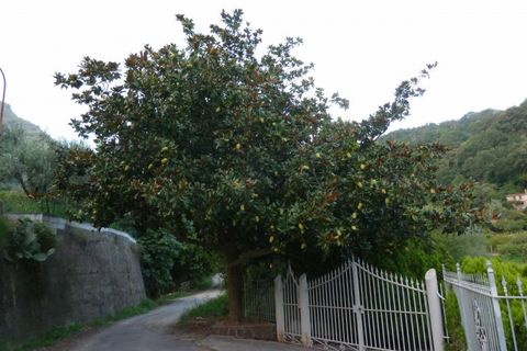 Villa a Sangineto, Cosenza, Sangineto - € 179.000 | Ref: 1267 - foto 11