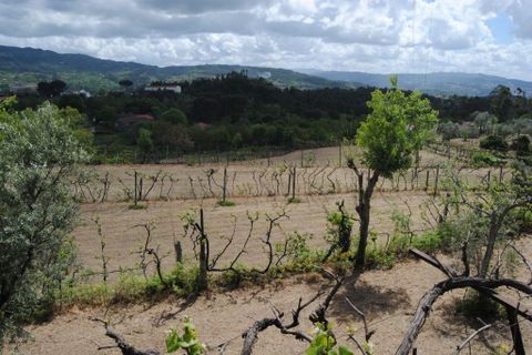 Farm i Amarante, Porto, Amarante - € 299.000 | Ref: 985 - foto 10