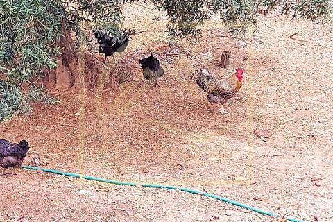Villa i Estremoz, Evora, Estremoz - € 1.500.000 | Ref: SV_MOR598 - foto 47