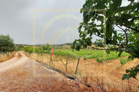 Farm i Estremoz, Evora, Estremoz - € 1.200.000 | Ref: SV_QUI596 - foto 40