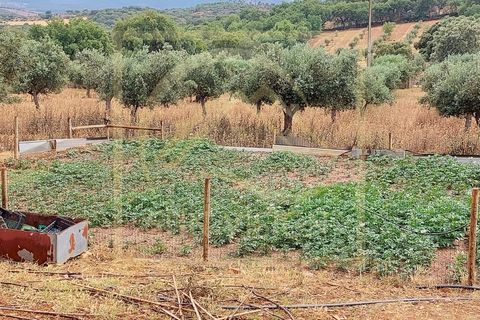 Farm i Estremoz, Evora, Estremoz - € 1.200.000 | Ref: SV_QUI596 - foto 42