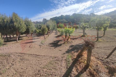 Erhvervsejendom i Folques, Coimbra, Folques - € 100.000 | Ref: AC 23/310 - foto 19